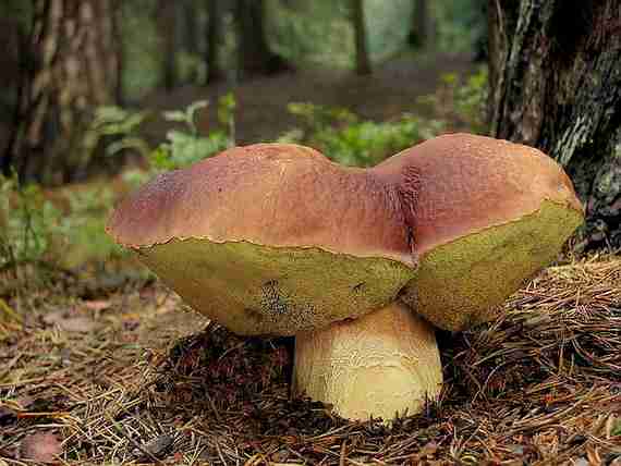  Image name: 158 Porcino.jpg 
 width: 570 pixel 
 height: 428 pixel 
 Size: 23300 bytes 
 Click to enlarge 